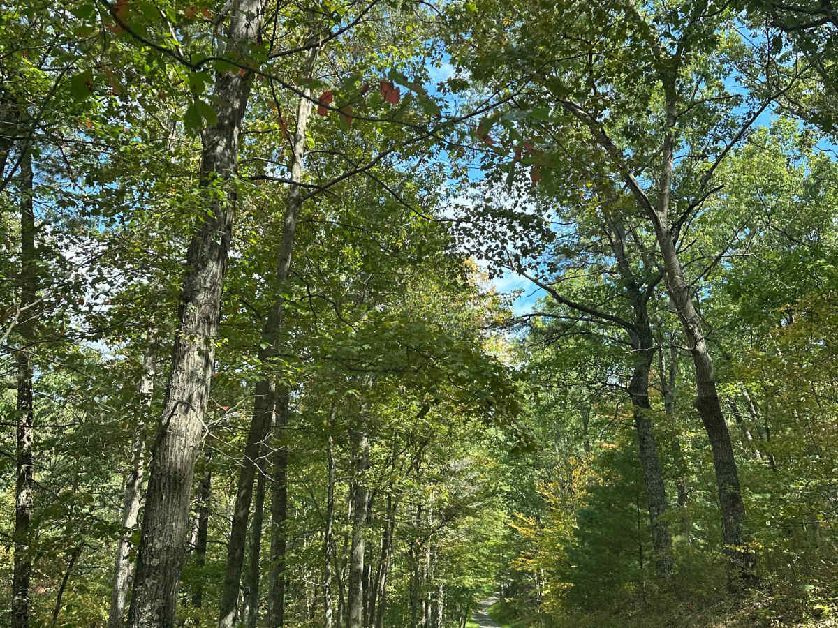 Perrin Road  photo 5
