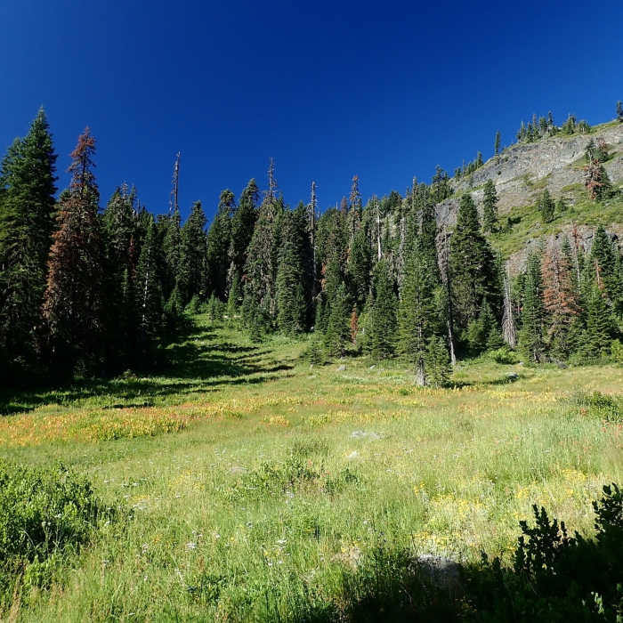 Near Green Valley Trail #904