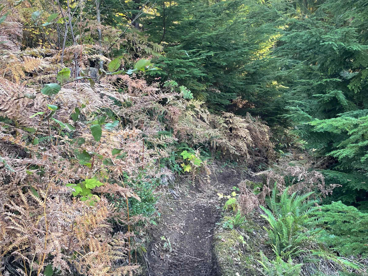 Clearcut Sidehill photo 4