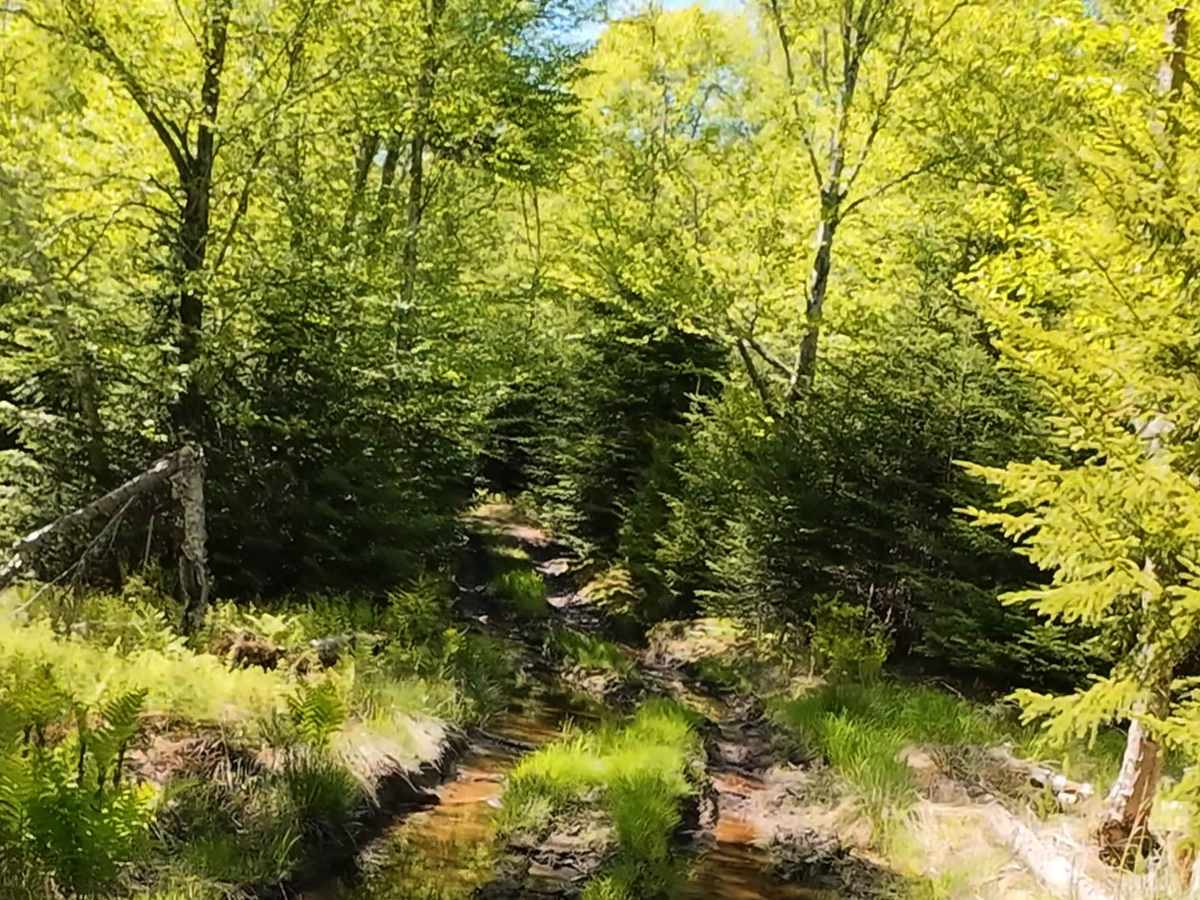 Beaumont Horseshoe Trail photo 4