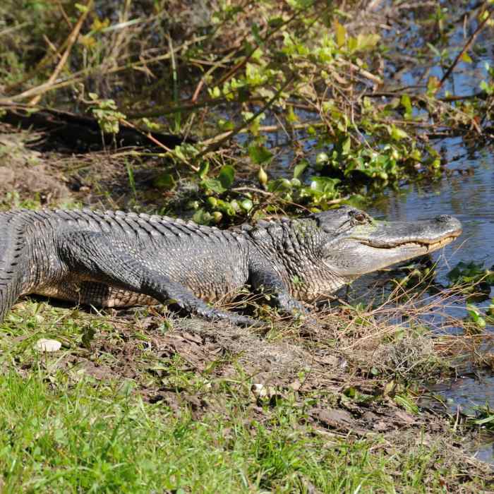 An alligator suns itself next to the Spillway Trail in Brazos Bend State Park. Near Brazos Bend State Park Figure Eight Loop