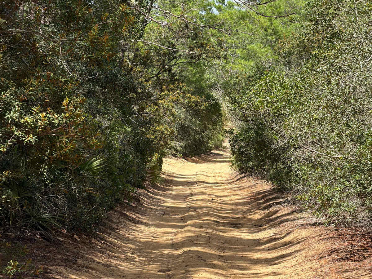 Centenntial North - FS 520 trail photo