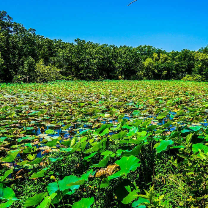 Lilly pads completely cover this area of the lake that is teeming with birdlife. Near Trail 2