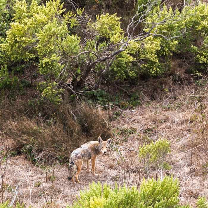 Near Point Sal Trail Near Point Sal Trail