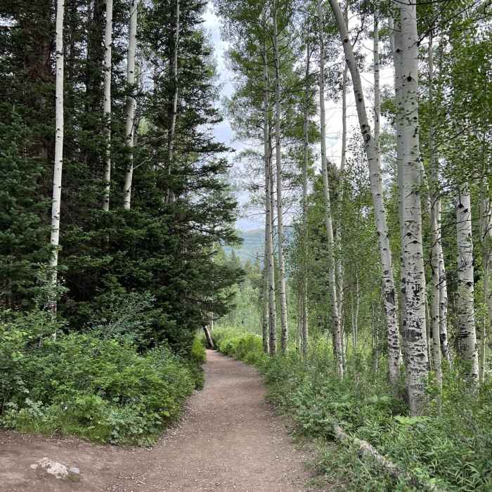 Beautiful white birches Near Kessler Peak North Route