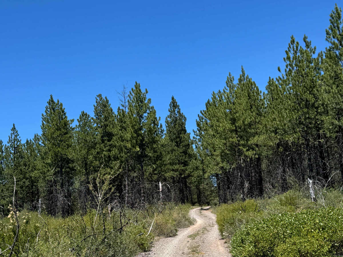 Alder Spring - FS 1149 photo 3