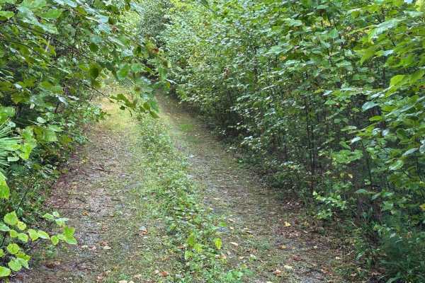 Forrest Moore Way