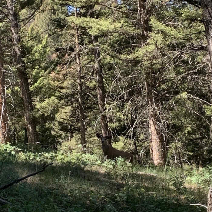 Young buck on Lost Lake trail Near Lost Lake Trail