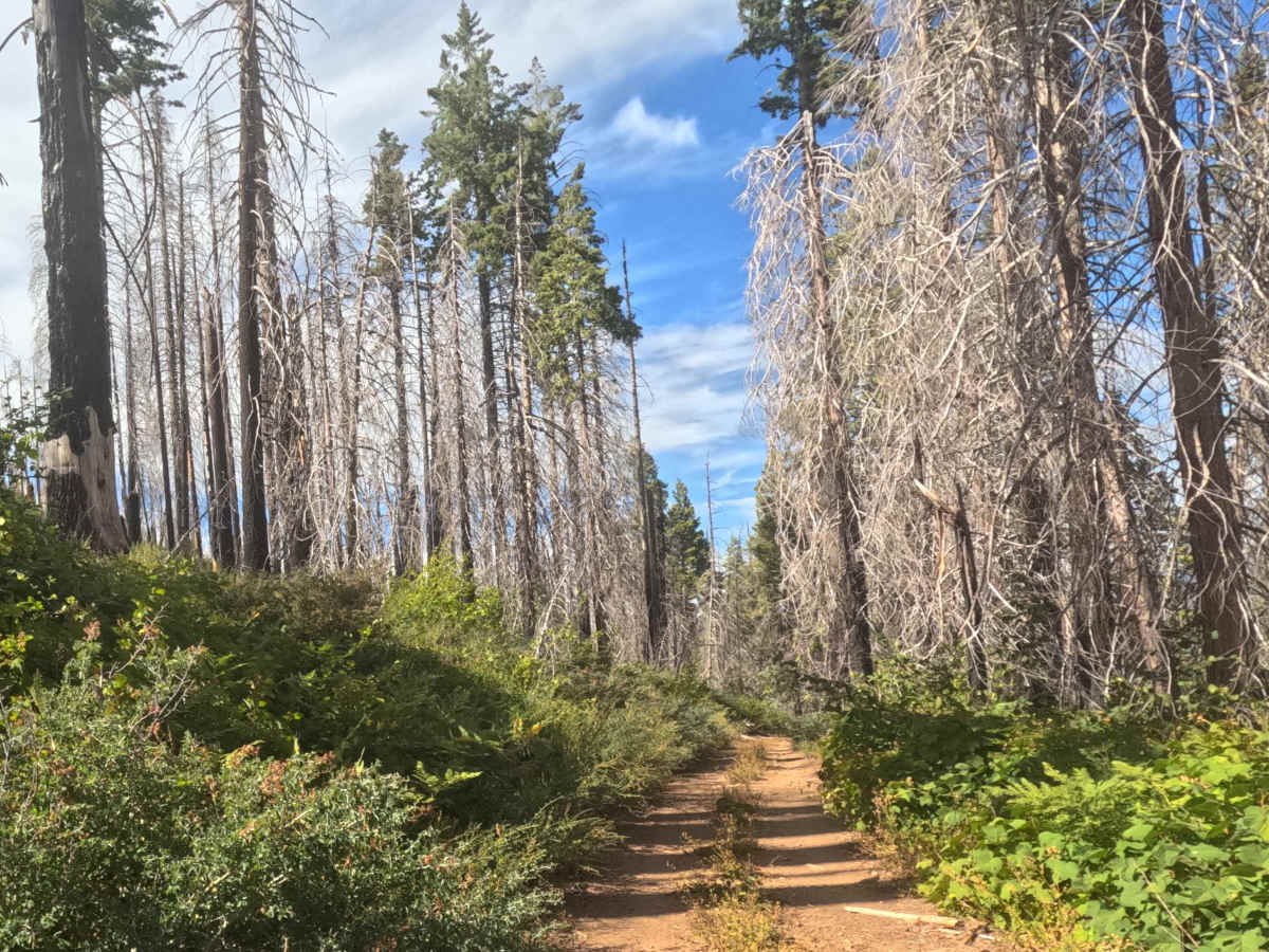 Ten Mile Grade C Spur - FS 4S004C photo 6