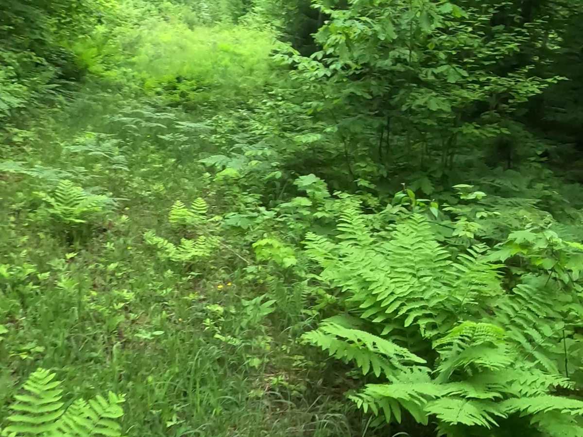 Barnhardt Creek Road photo 2