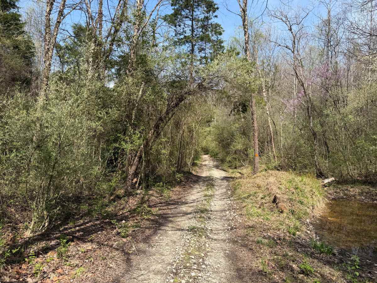 Bear Top Loop photo 2