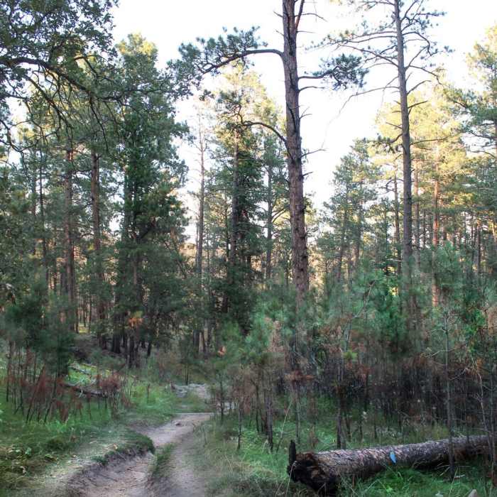 Near Lover's Leap Trail