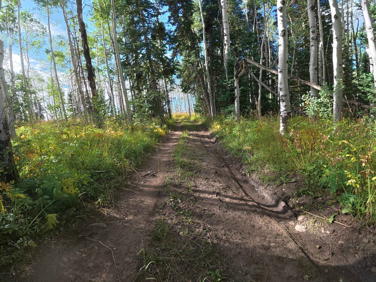 Mansfield Road - FS 830 photo 3