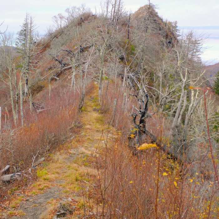 Near Sugarland Mountain Trail