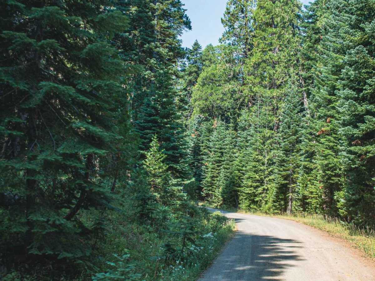 Incense Cedar Loop photo 5