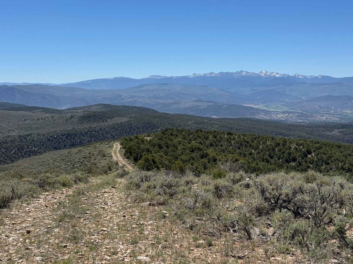 BLM 8484 photo 6