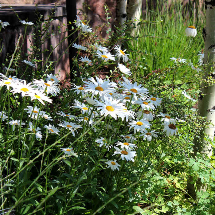 Near Strawberry Lane