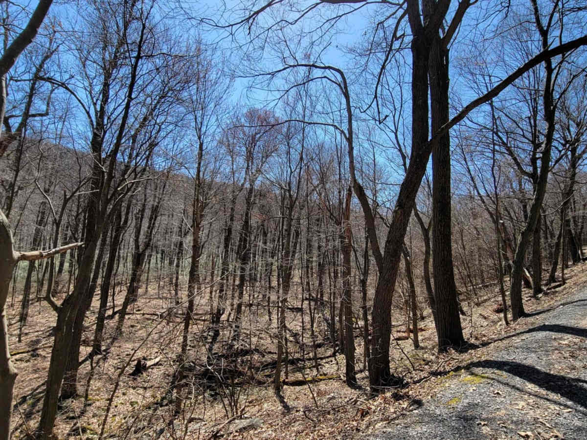 Blain Vista Trail photo 2