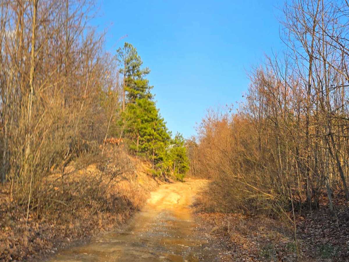 Buffalo Mountain photo 5