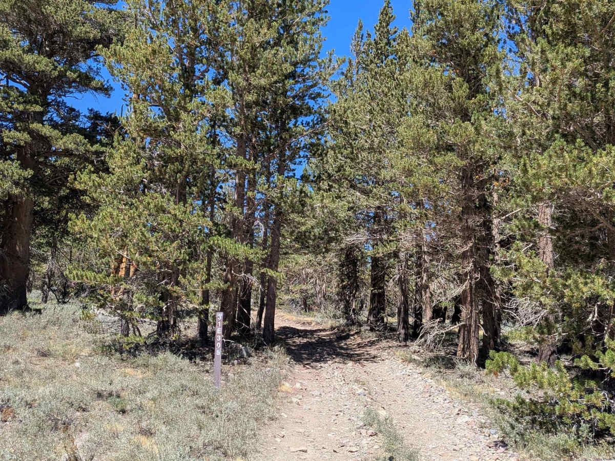  FS 31E305 trail photo