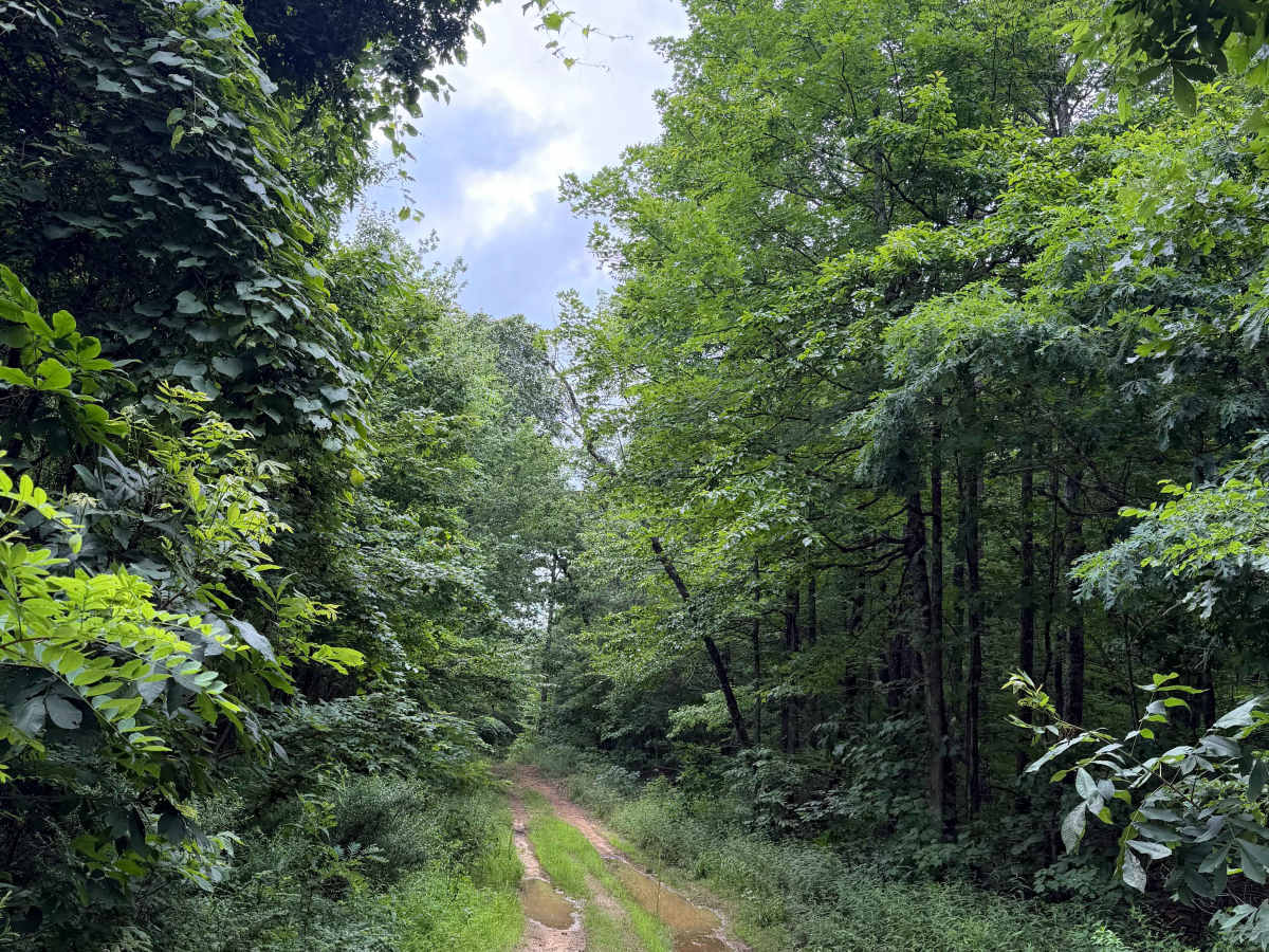 Ozark Beauty Trail photo 4