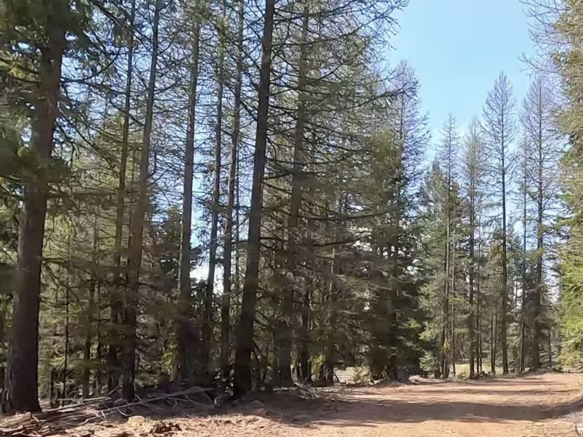 Green cabin road trail photo