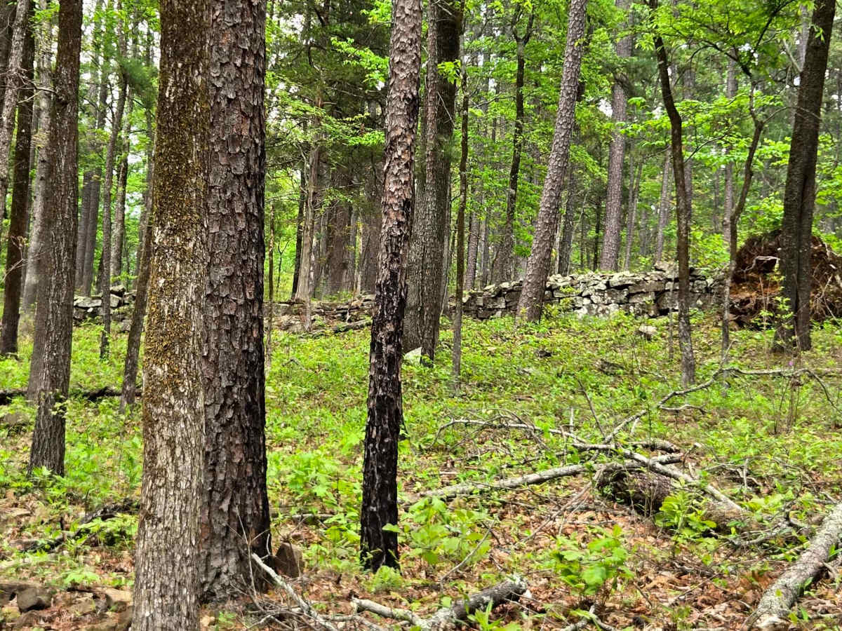 Jackson Ridge photo 4