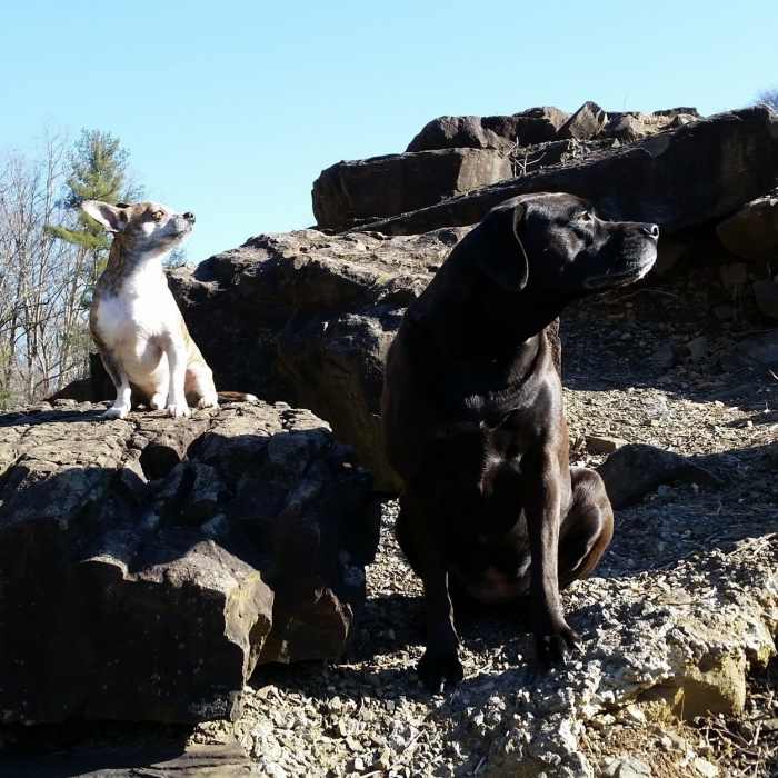 Steeles Creek Dam Near Steele Creek 8+ mile Moderate Loop