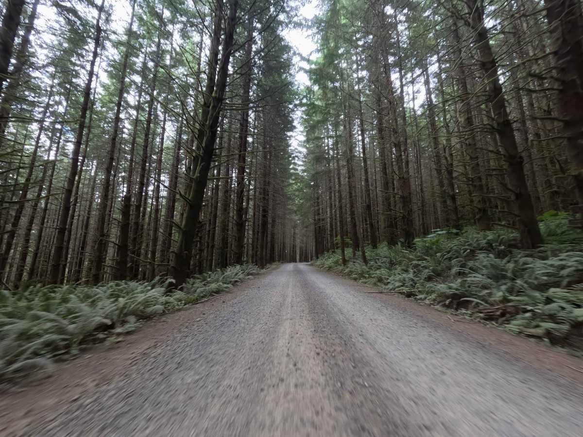 Camp Nine Road trail photo