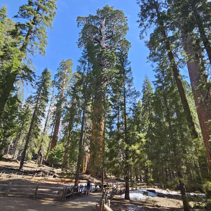 Near General Grant Tree Trail