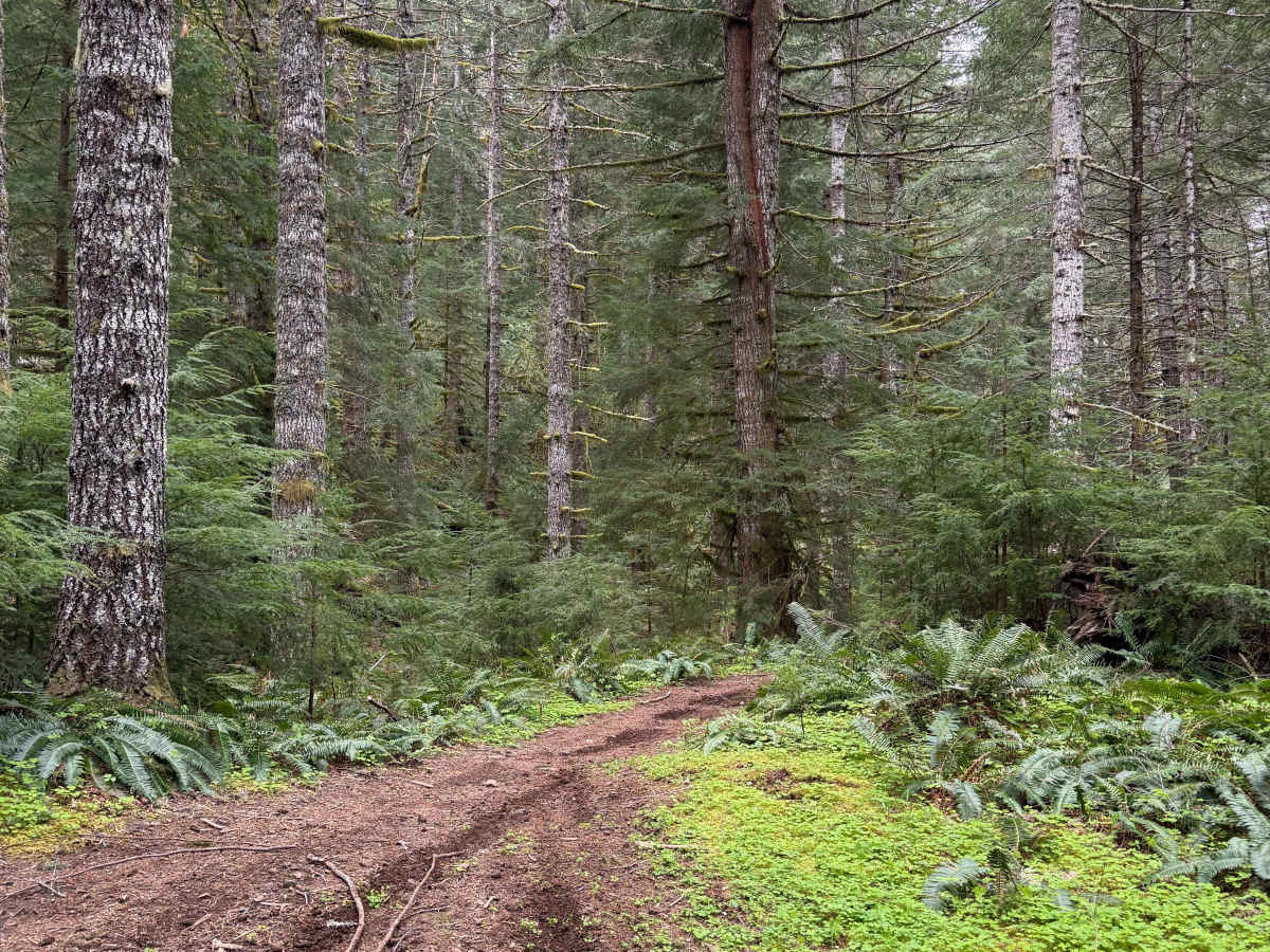 Ginger Creek Access Loop photo 5