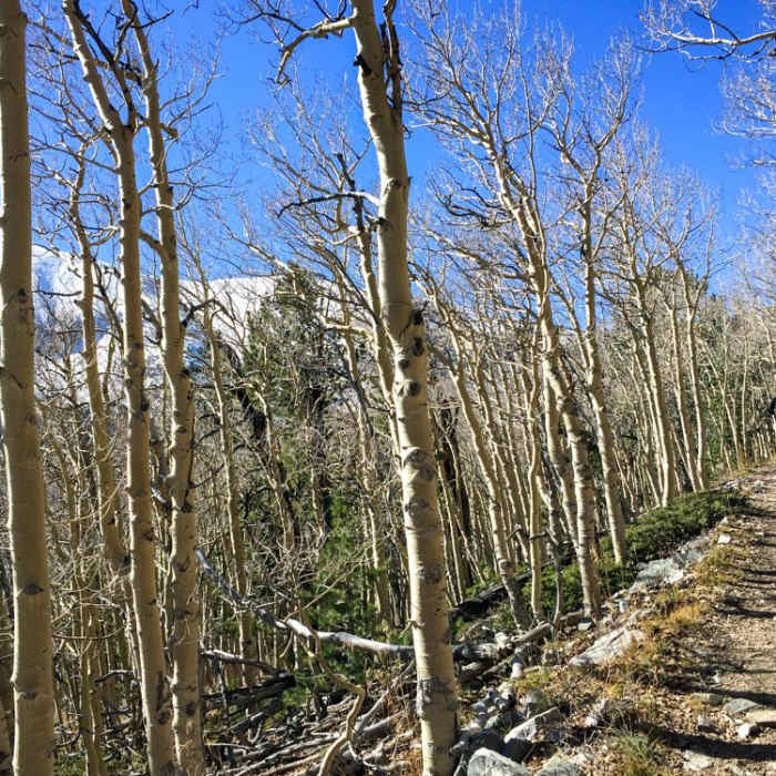 Near Alpine Lakes + Wheeler Peak