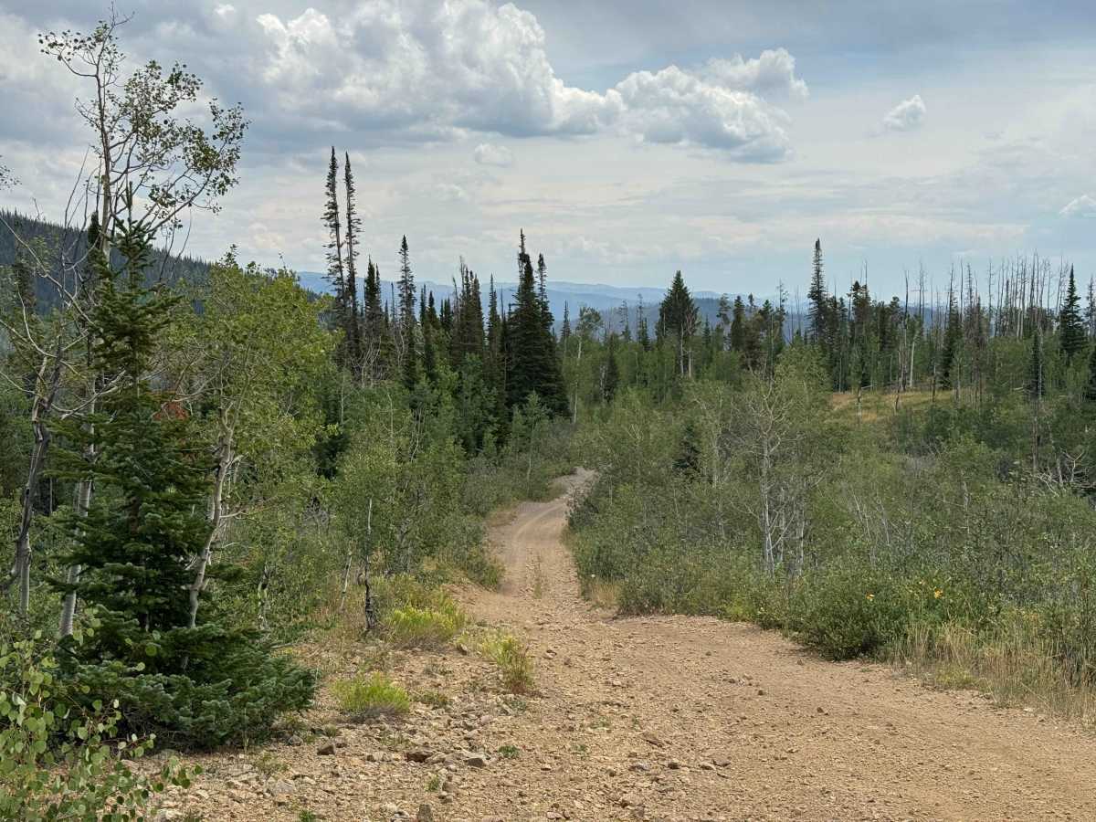 FS 411 trail photo