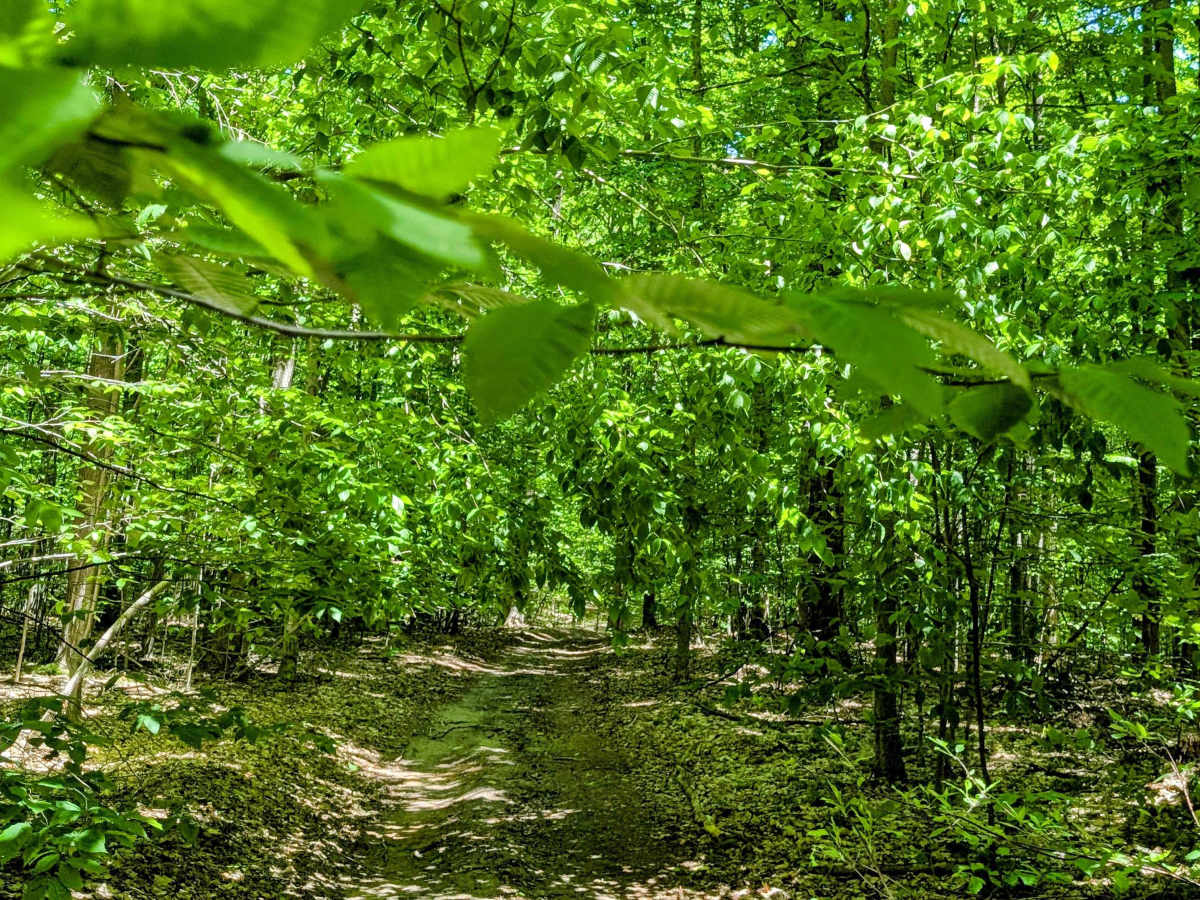 Simpson Trail photo 6