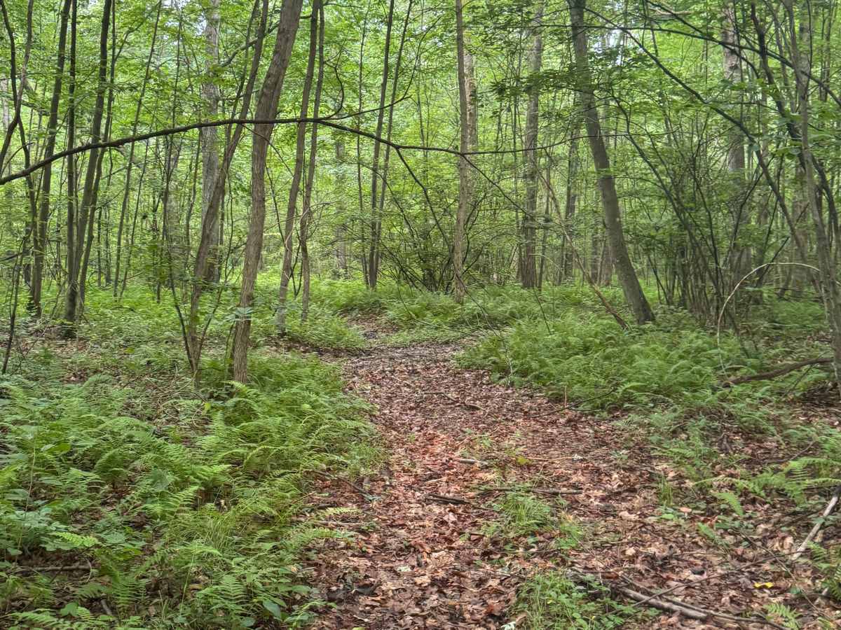 Trail 54 photo 3