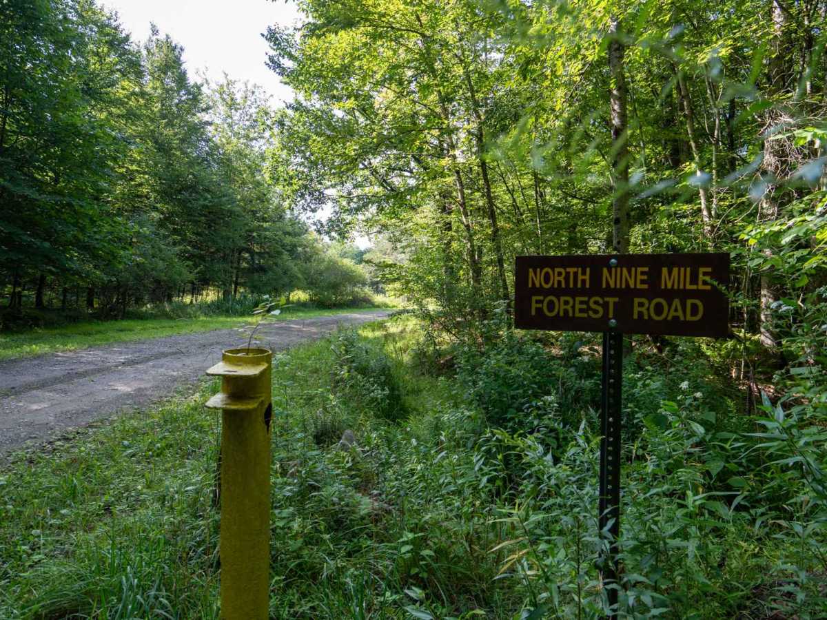 Rehler Forest Road photo 2