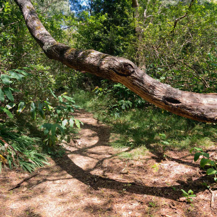 Near HonopA<< Ridge Trail Near HonopA<< Ridge Trail