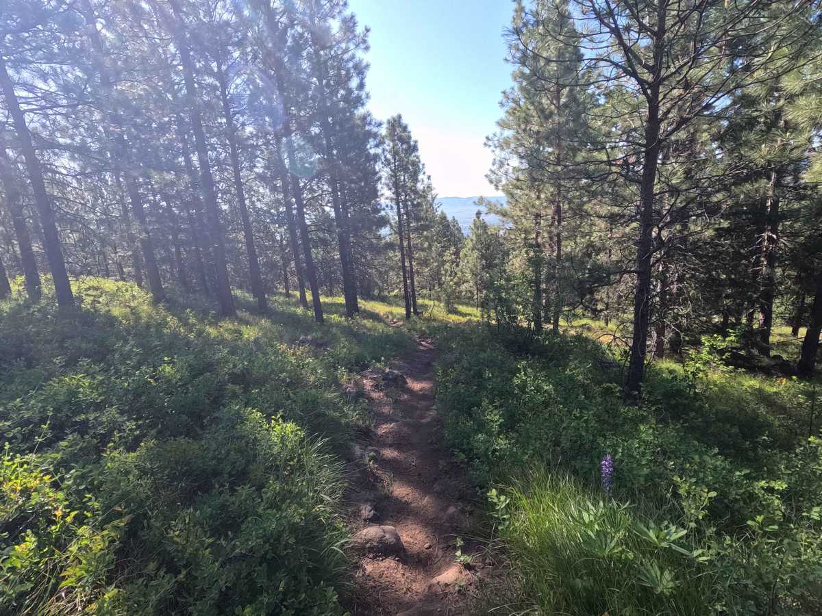 Fence Line - Trail 317 photo 3