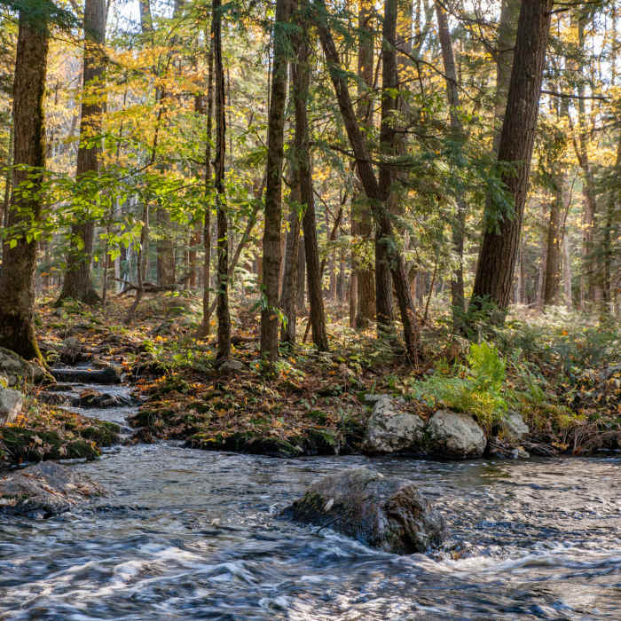Fall River Near Tully Lake Loop