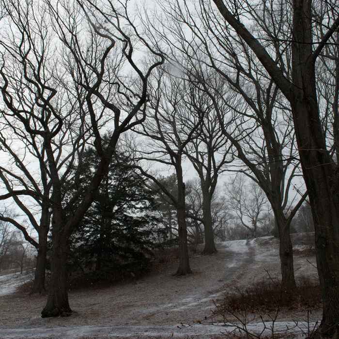 Oak Collection, Arnold Arboretum Near Arnold Arboretum Tour