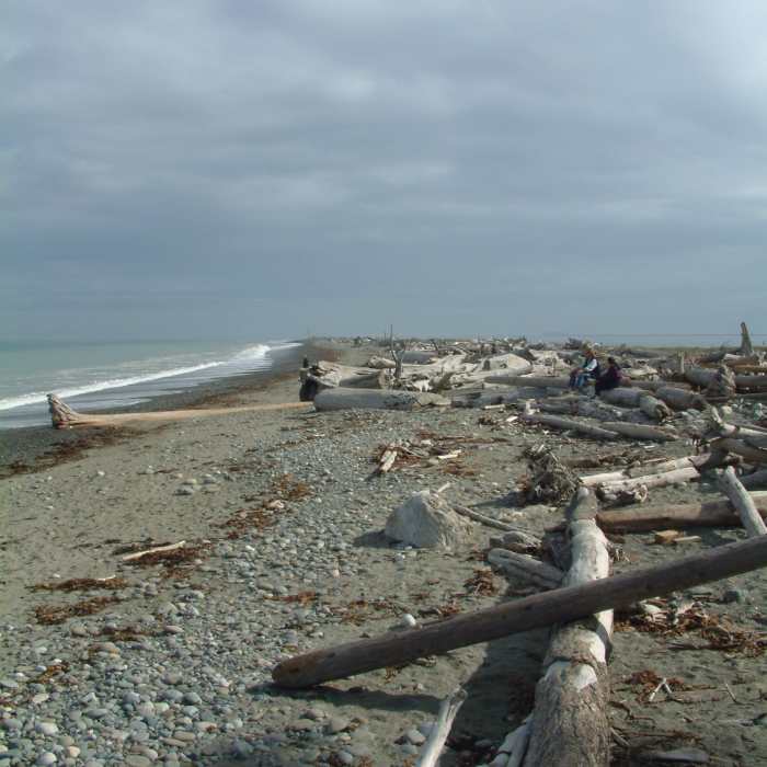 Near Dungeness Spit