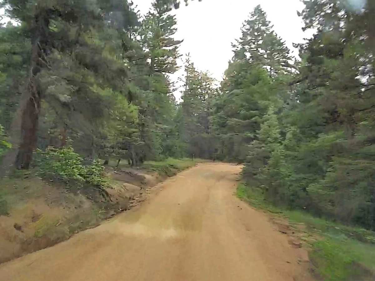 Forest Road 507 photo 5