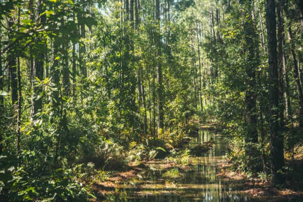 North South Spur Road - Four Creeks State Forest