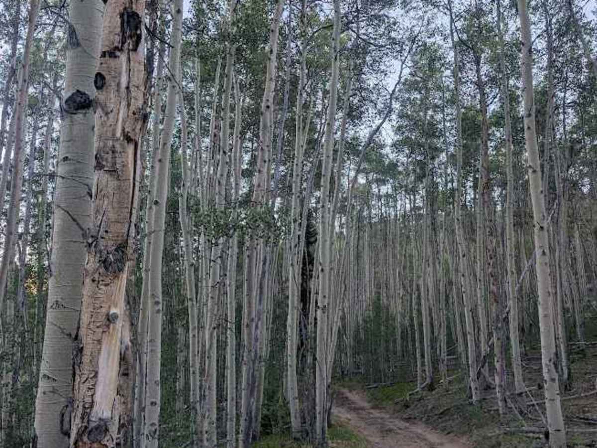 Poacher's Loop photo 5