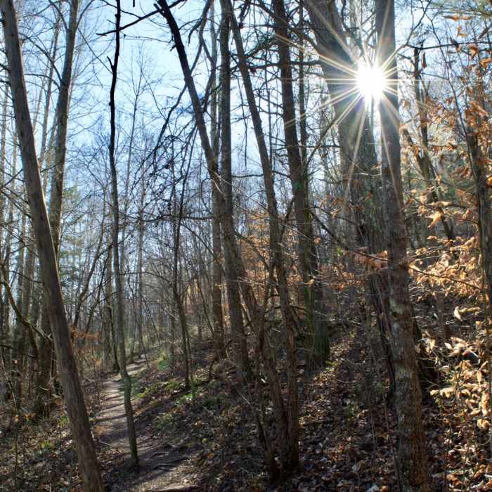 Near Henry Hollow Loop