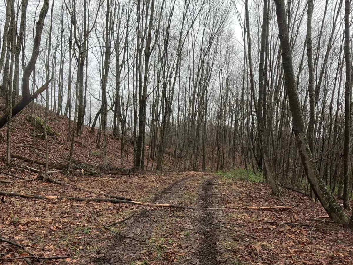 Q8A trail photo