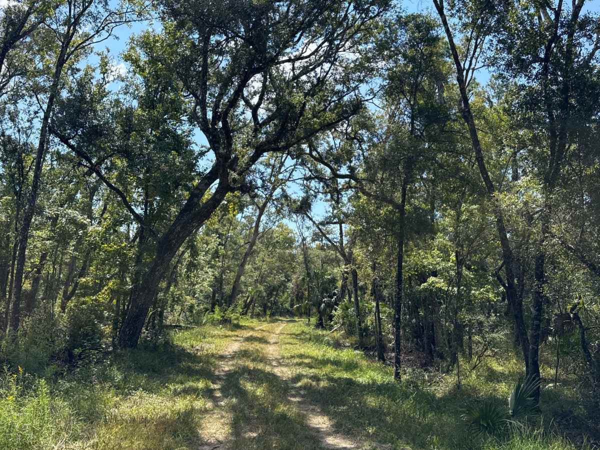 Road 55 Loop trail photo