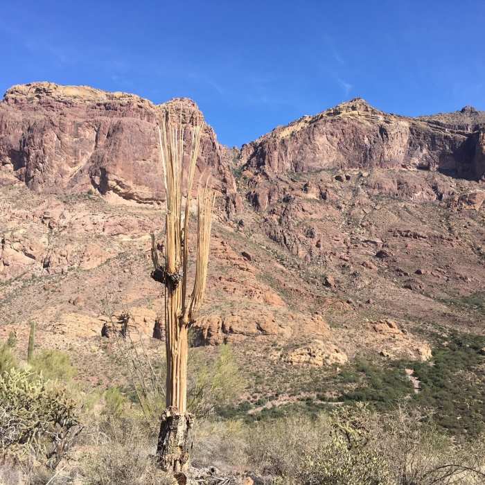 Near Bull Pasture/ Estes Canyon Loop Trail