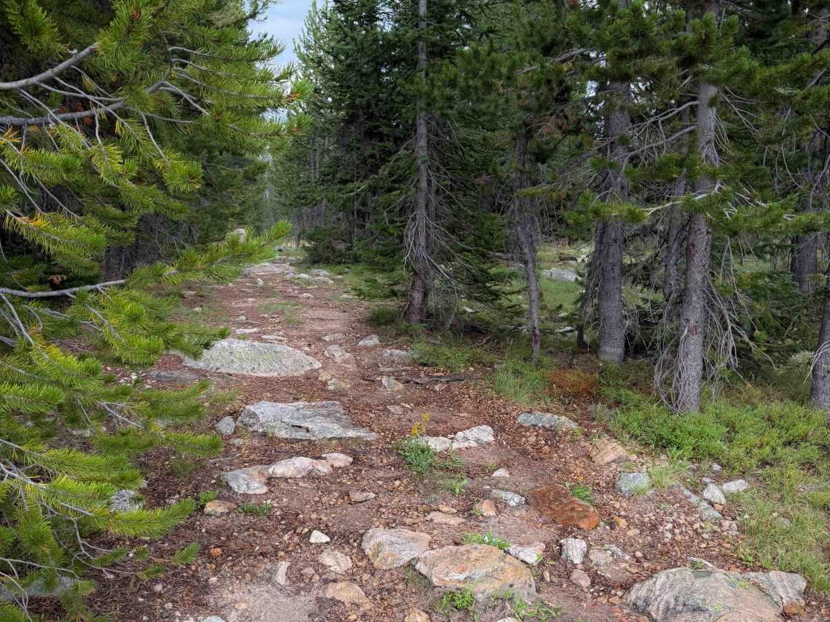 Larkspur - FS 319  photo 3