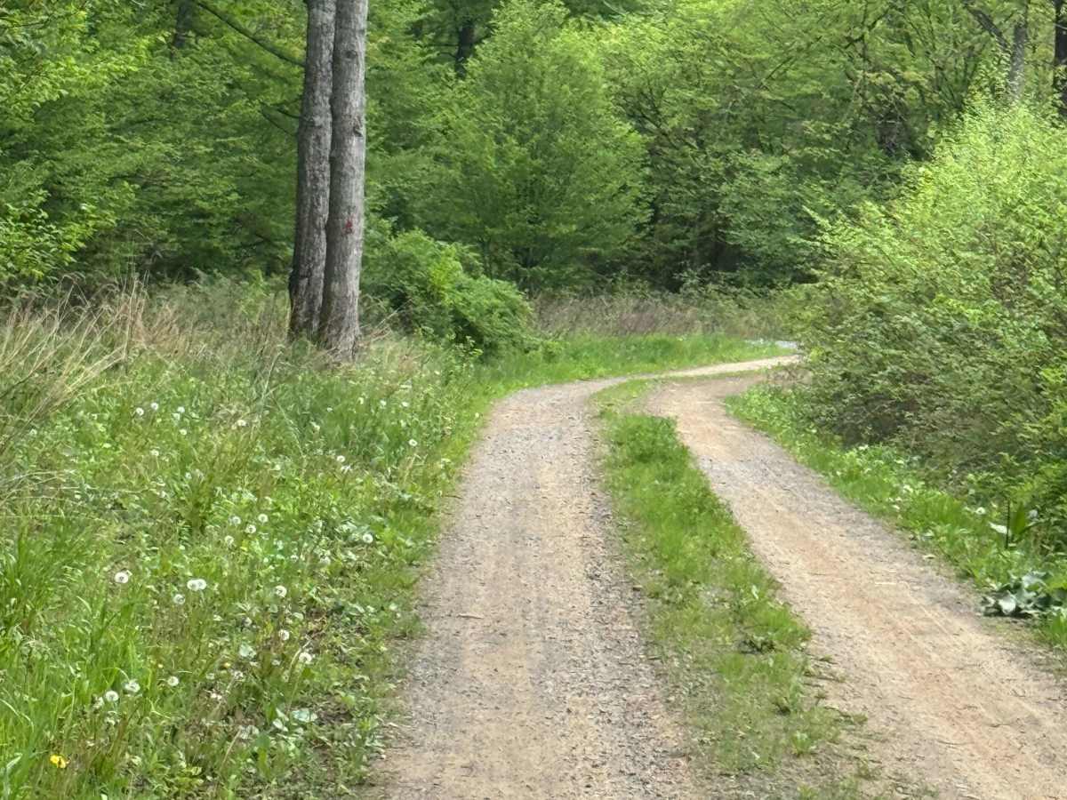 Whitman Road photo 6